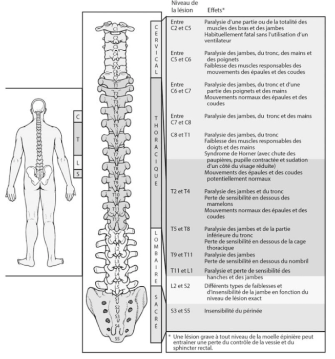 anatomy.png