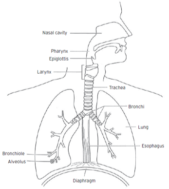 anatomyexample.png